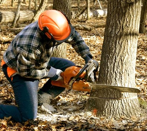 Tree Removal in Rural Retreat, VA